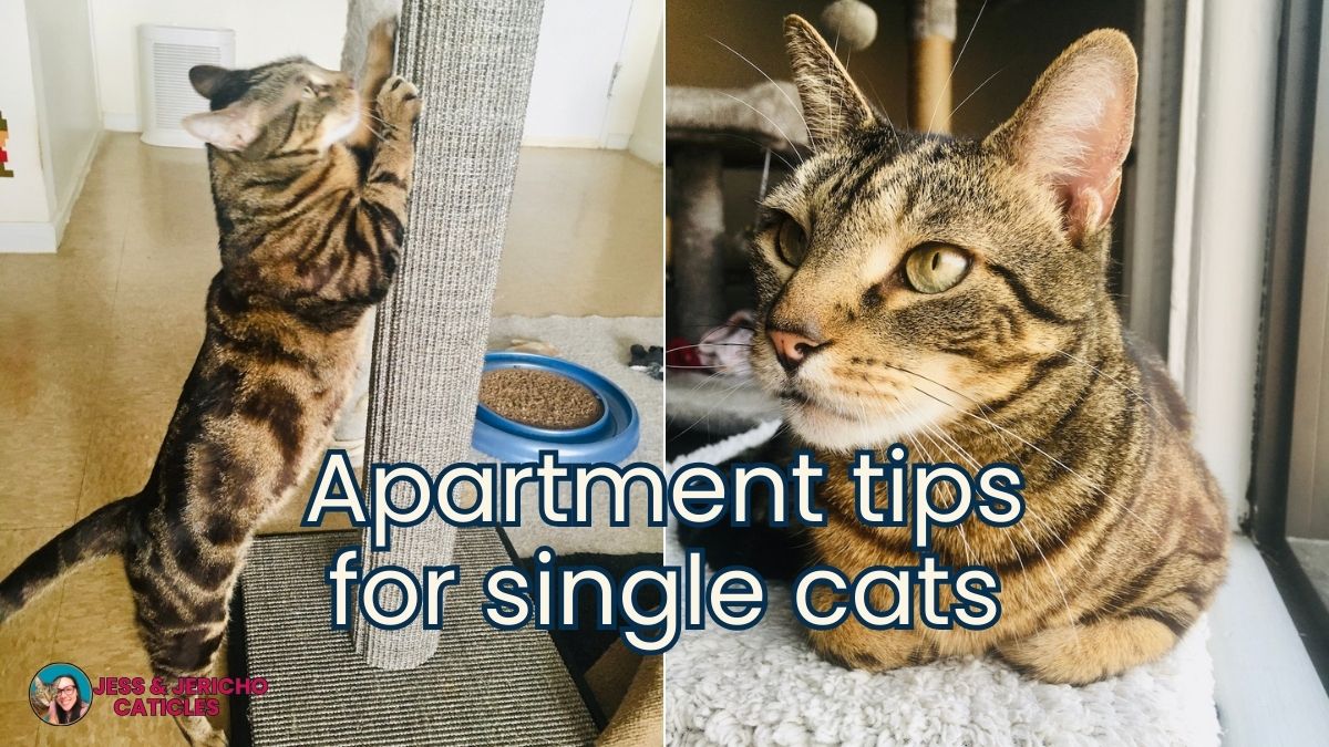 How to keep a cat entertained in an apartment pro tips