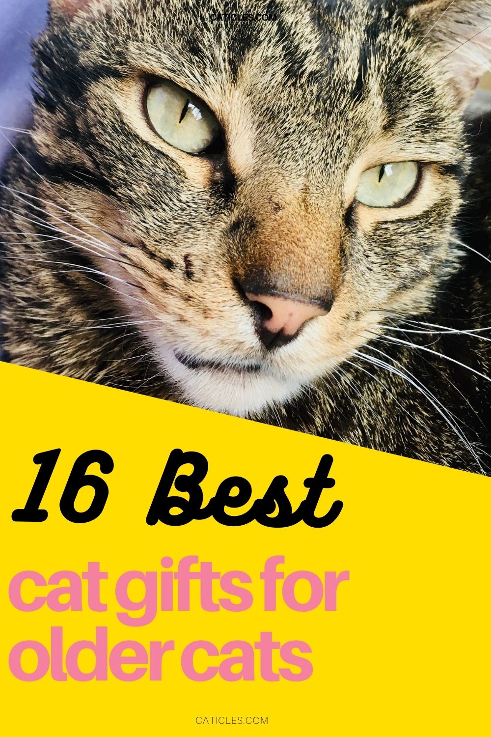 pin image best gifts for older cats