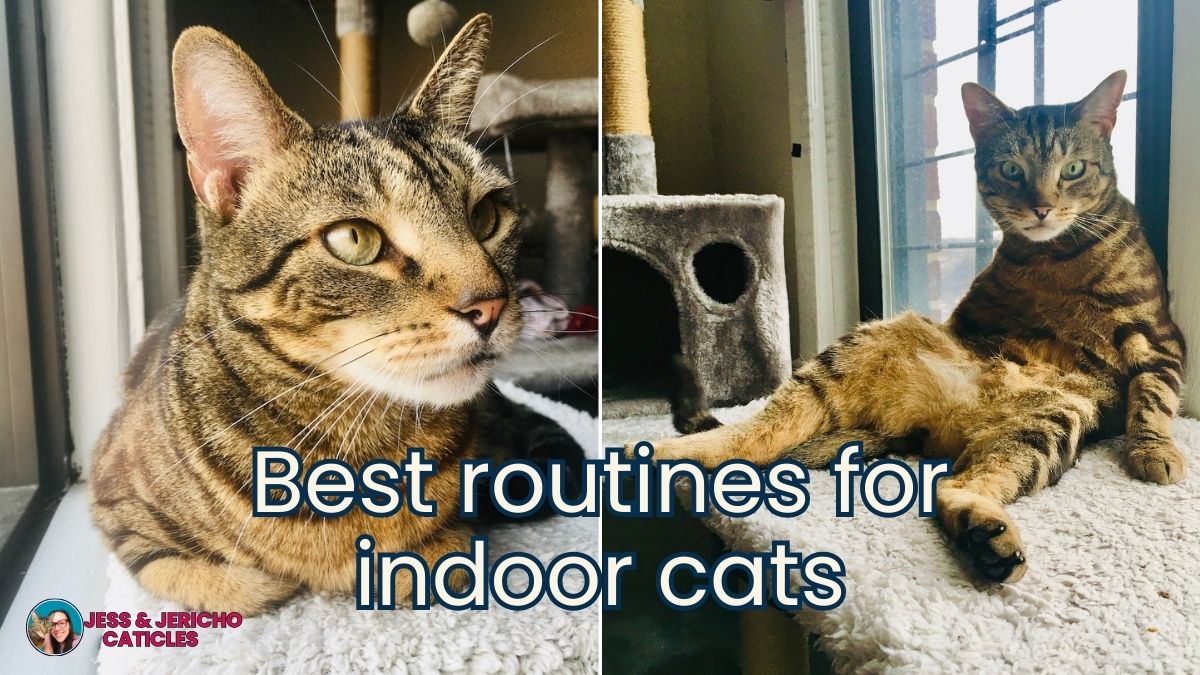 best daily routines for indoor cats jess and jericho caticles