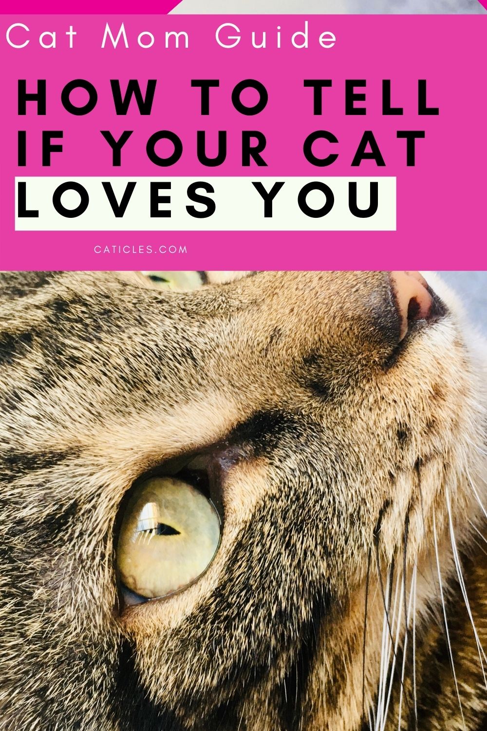 pin image how to tell if your cat loves you