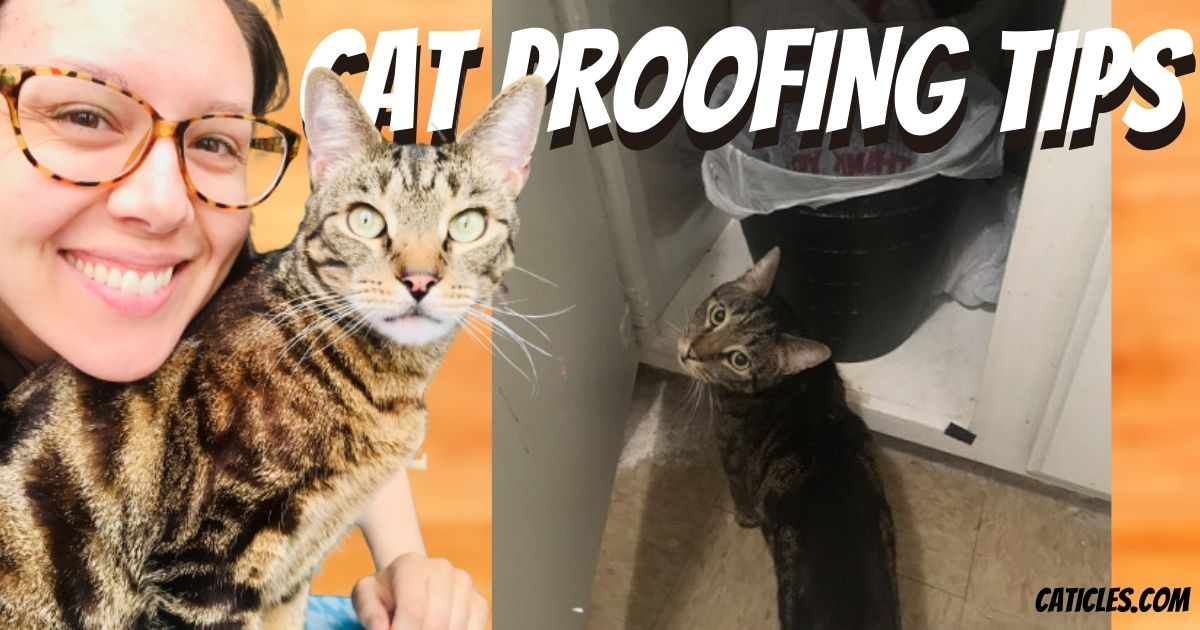 cat proofing apartment tips featured image