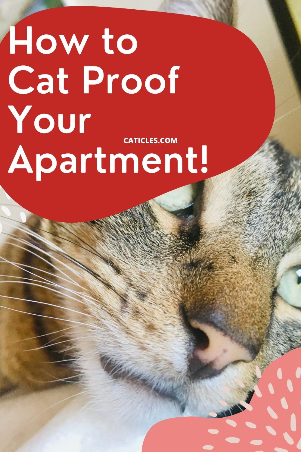 how to cat proof your apartment pin image