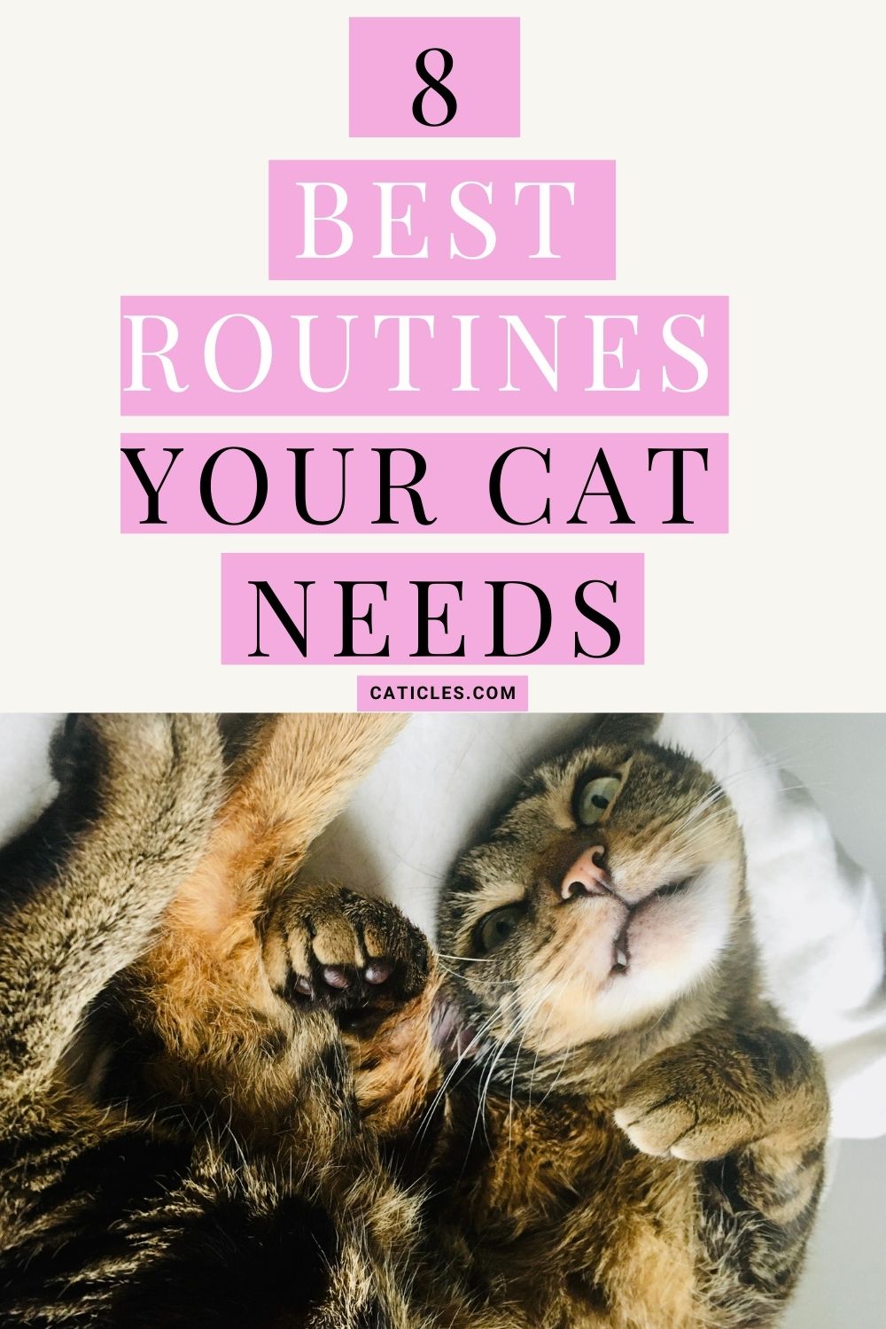 pin image best routines for cats