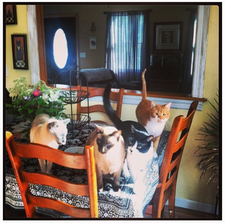 cats on kitchen table