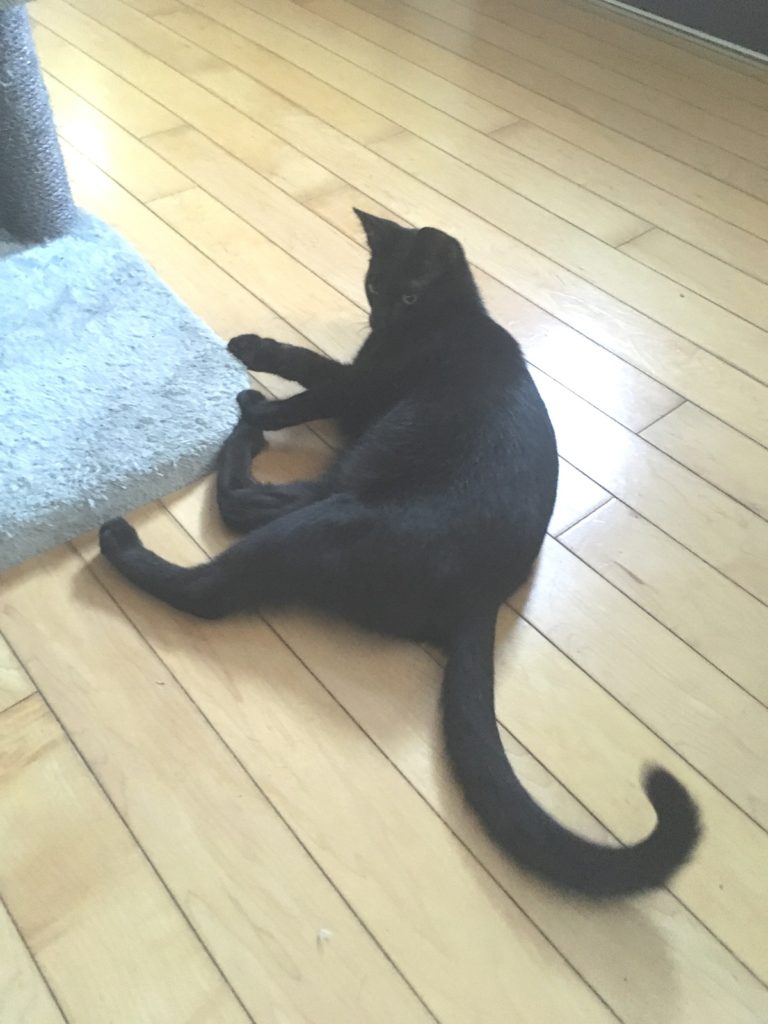 Cat Tail Movement Meaning 8 Secret Communication Signs