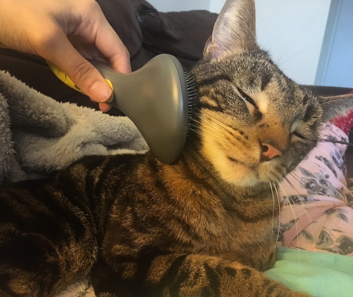brushing routine for cats