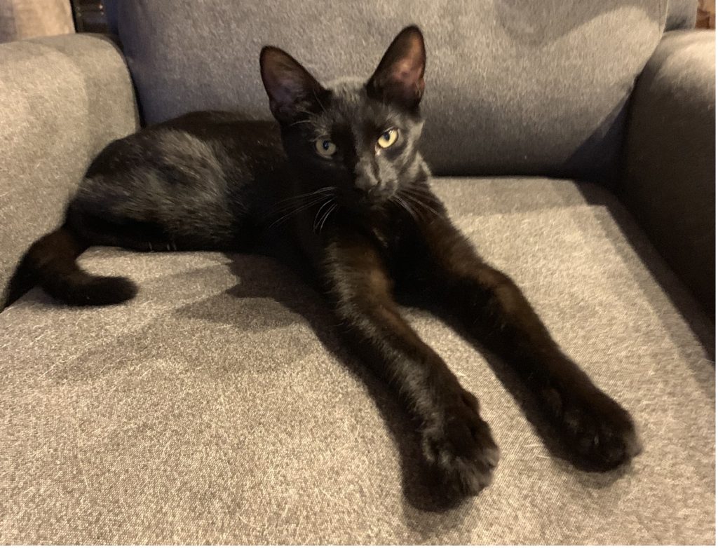 black cat stretching on couch