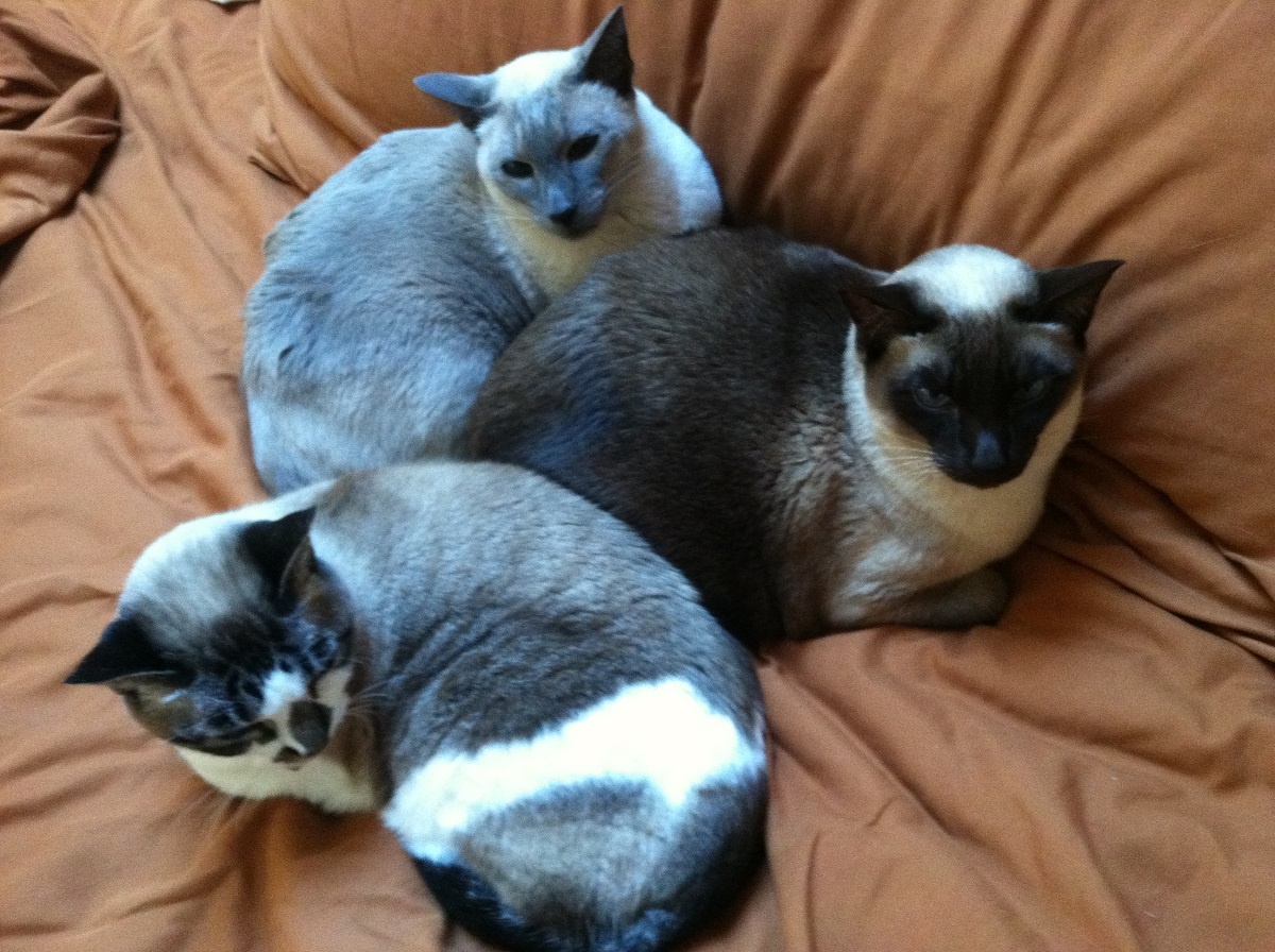 3 siamese cats cuddling