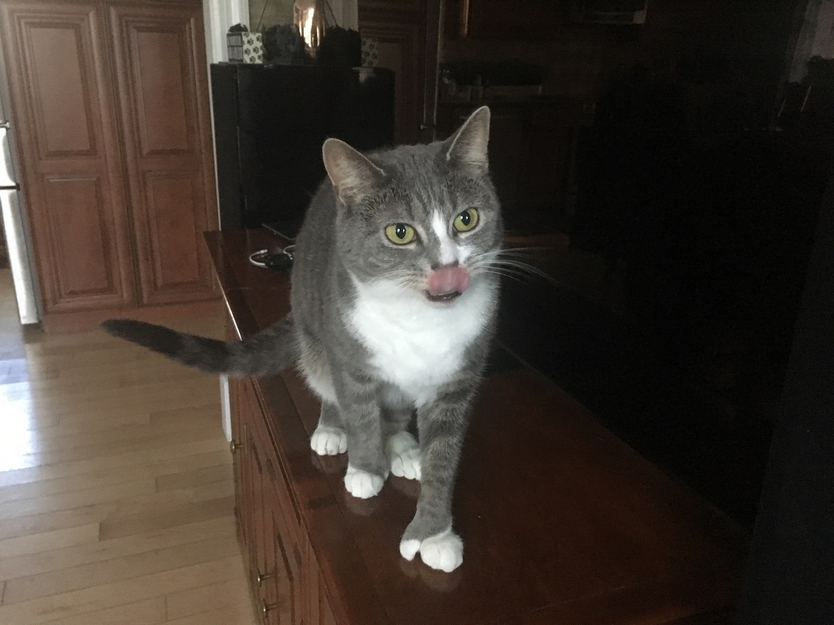 polydactyl cat licking lips