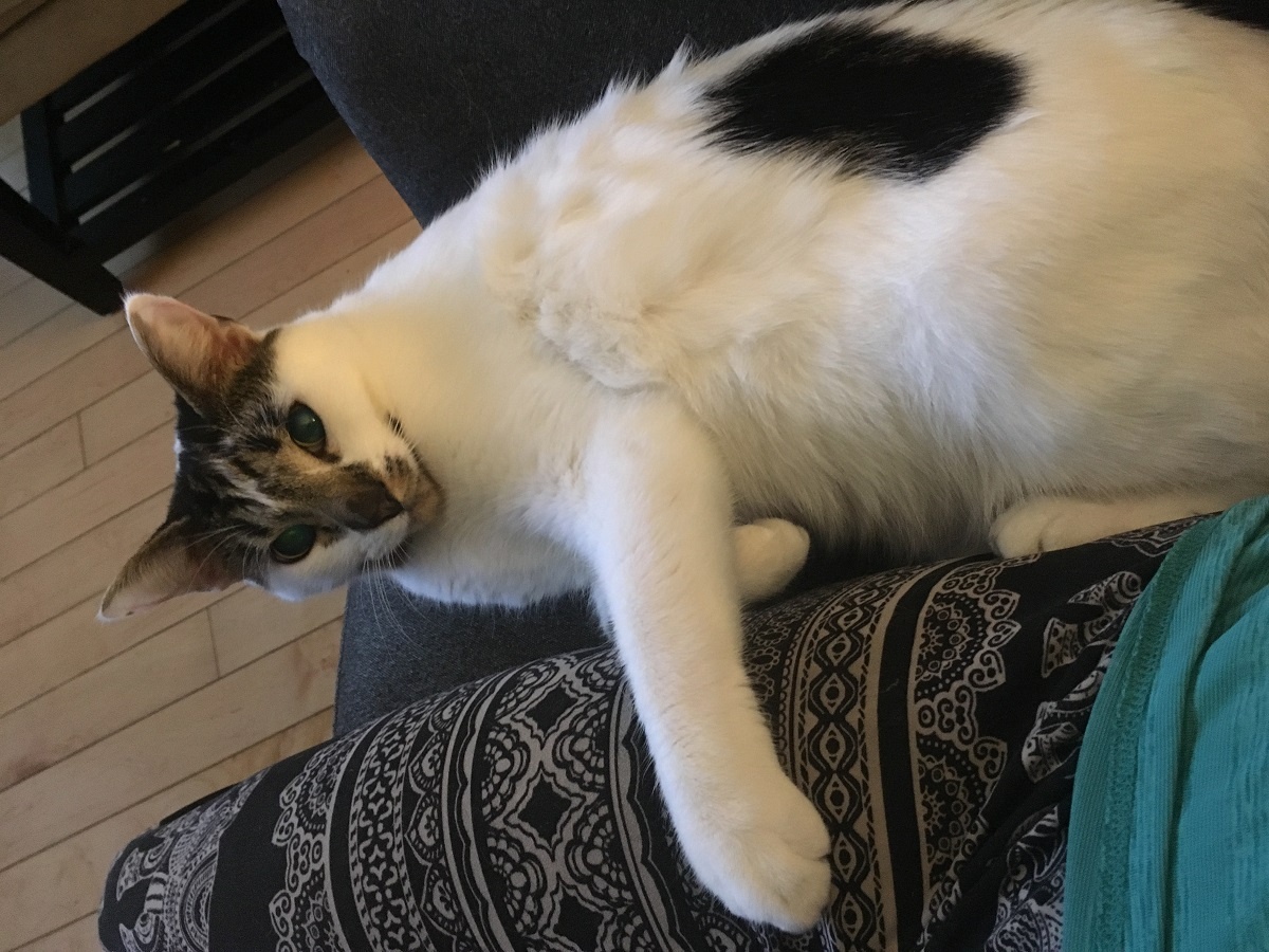 cat cuddling human's leg
