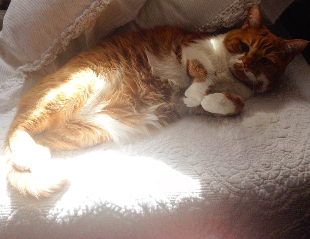 orange tabby cat curled in the sun