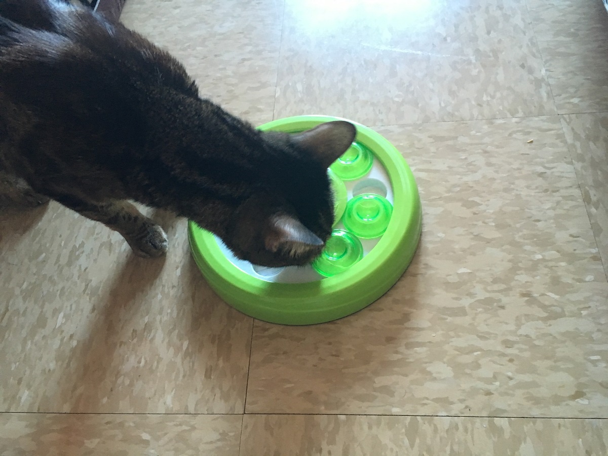 keep a cat entertained in apartment with puzzle toys