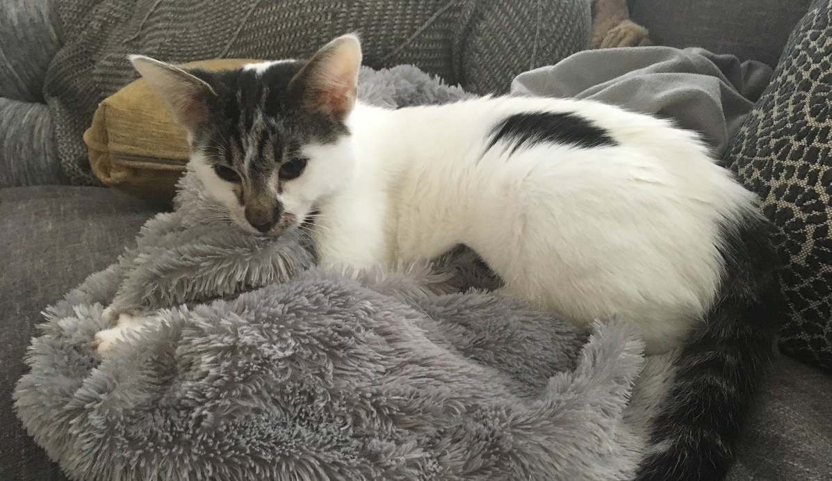 kitten suckling on a blanket