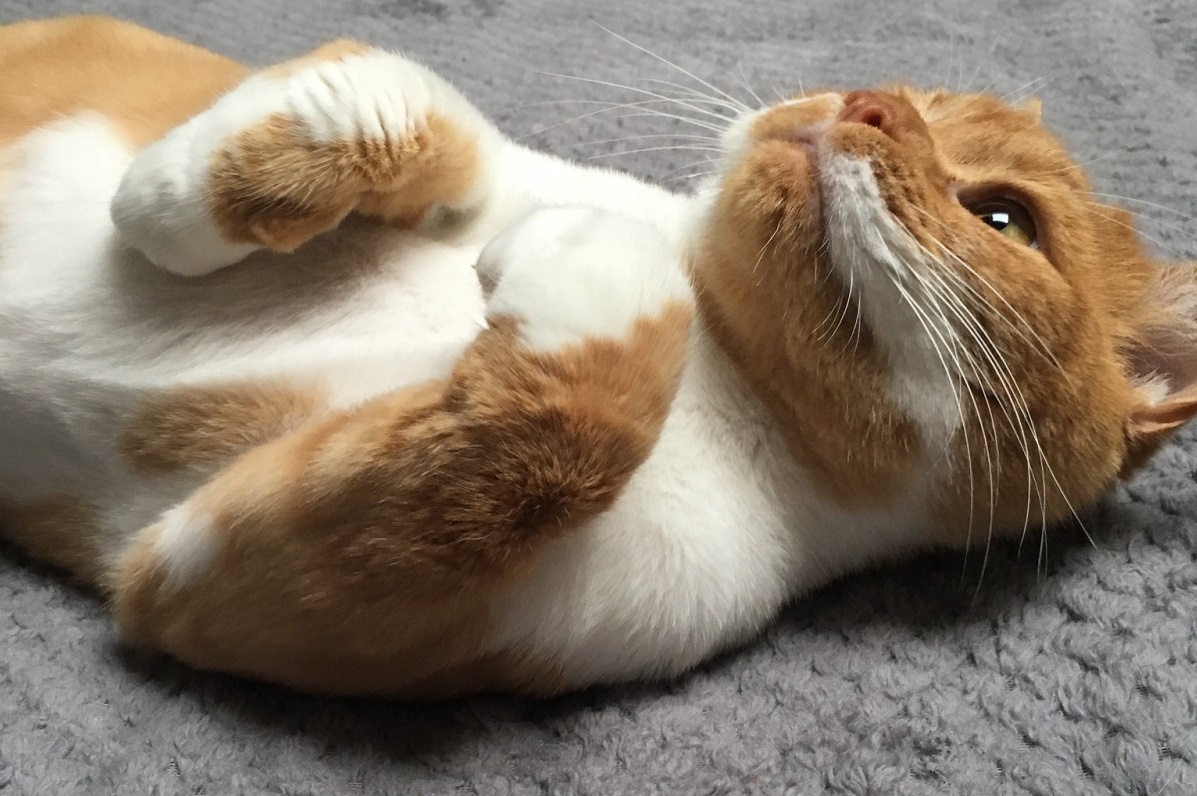 cute cat orange tabby with folded paws