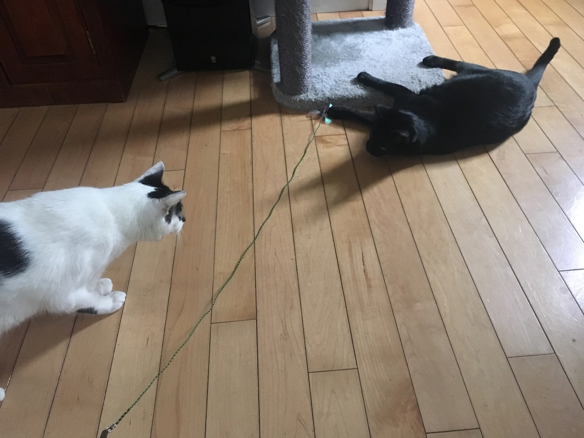 how to introduce cats fast with playtime