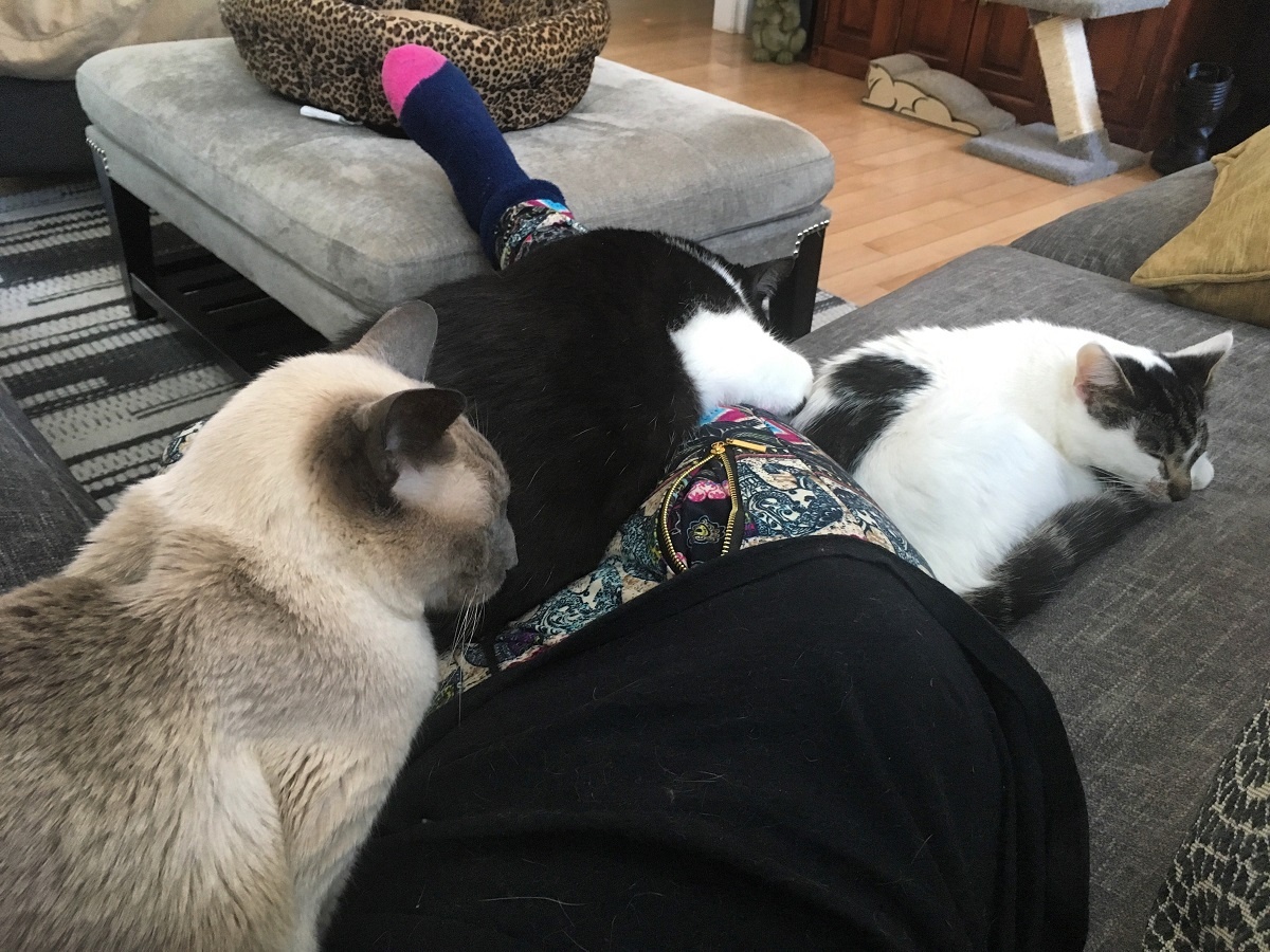 cats cuddling on human lap