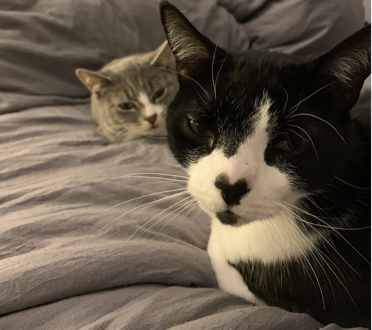 2 cats cuddling in bed