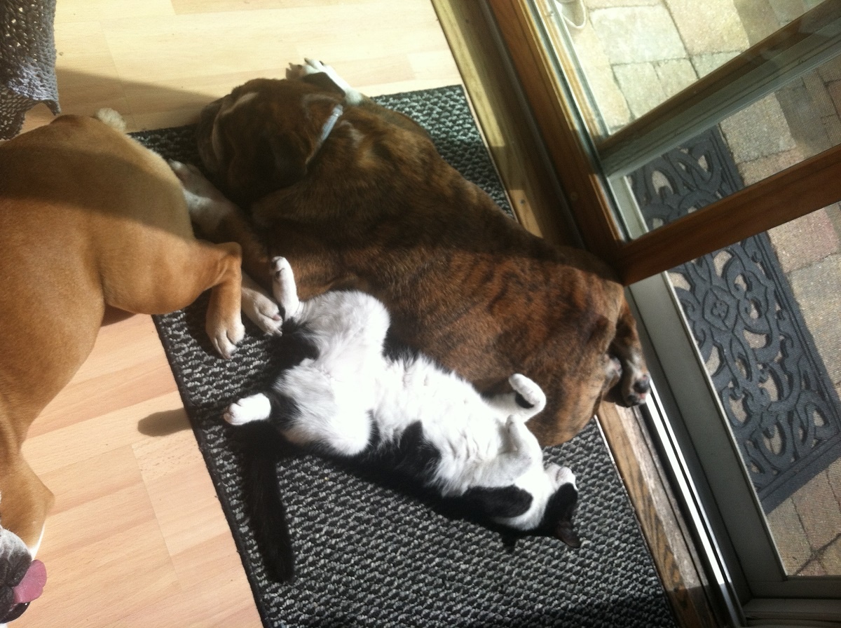 cat lying with bulldogs