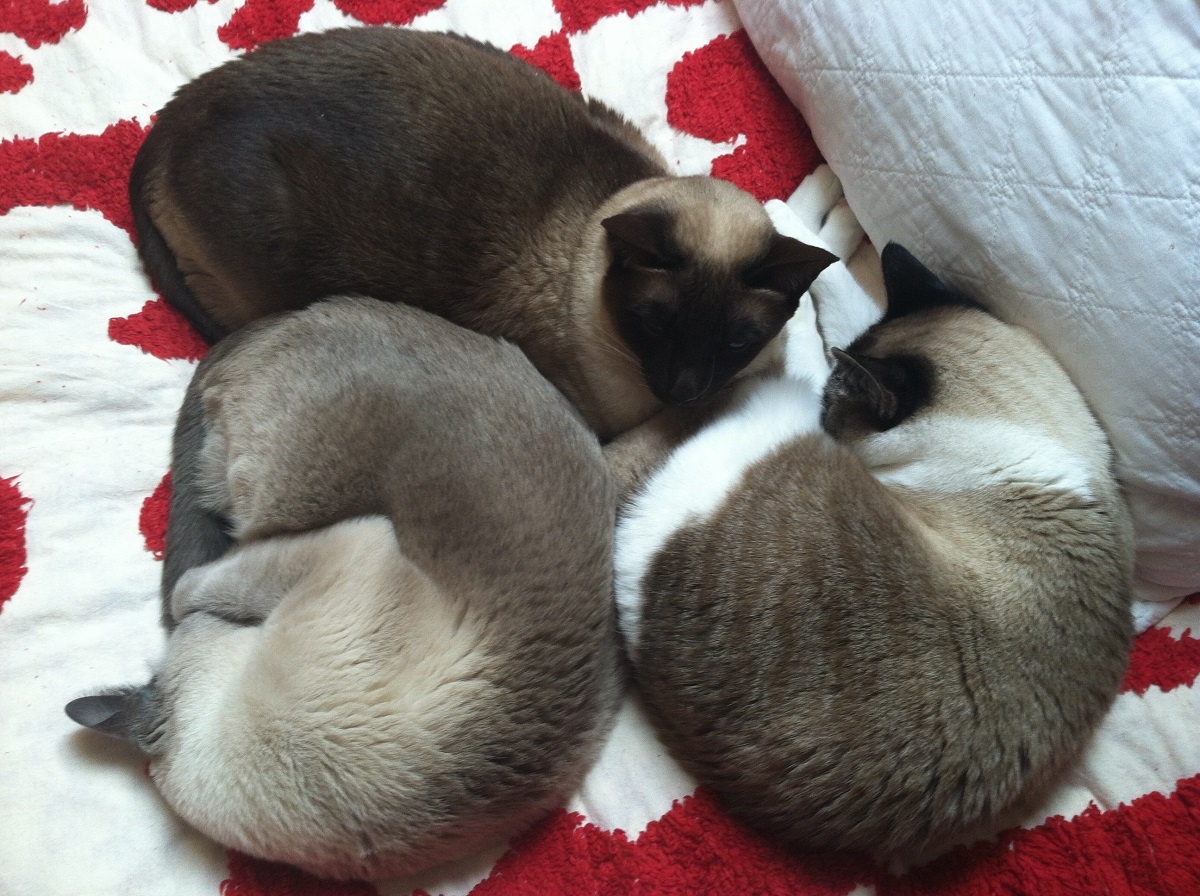 3 types of siamese cats cuddling in bed