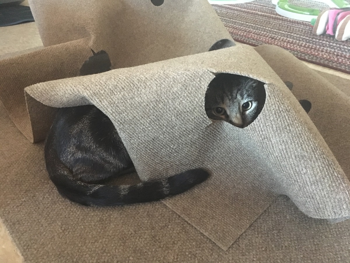 single cat household cat hiding in ripple rug