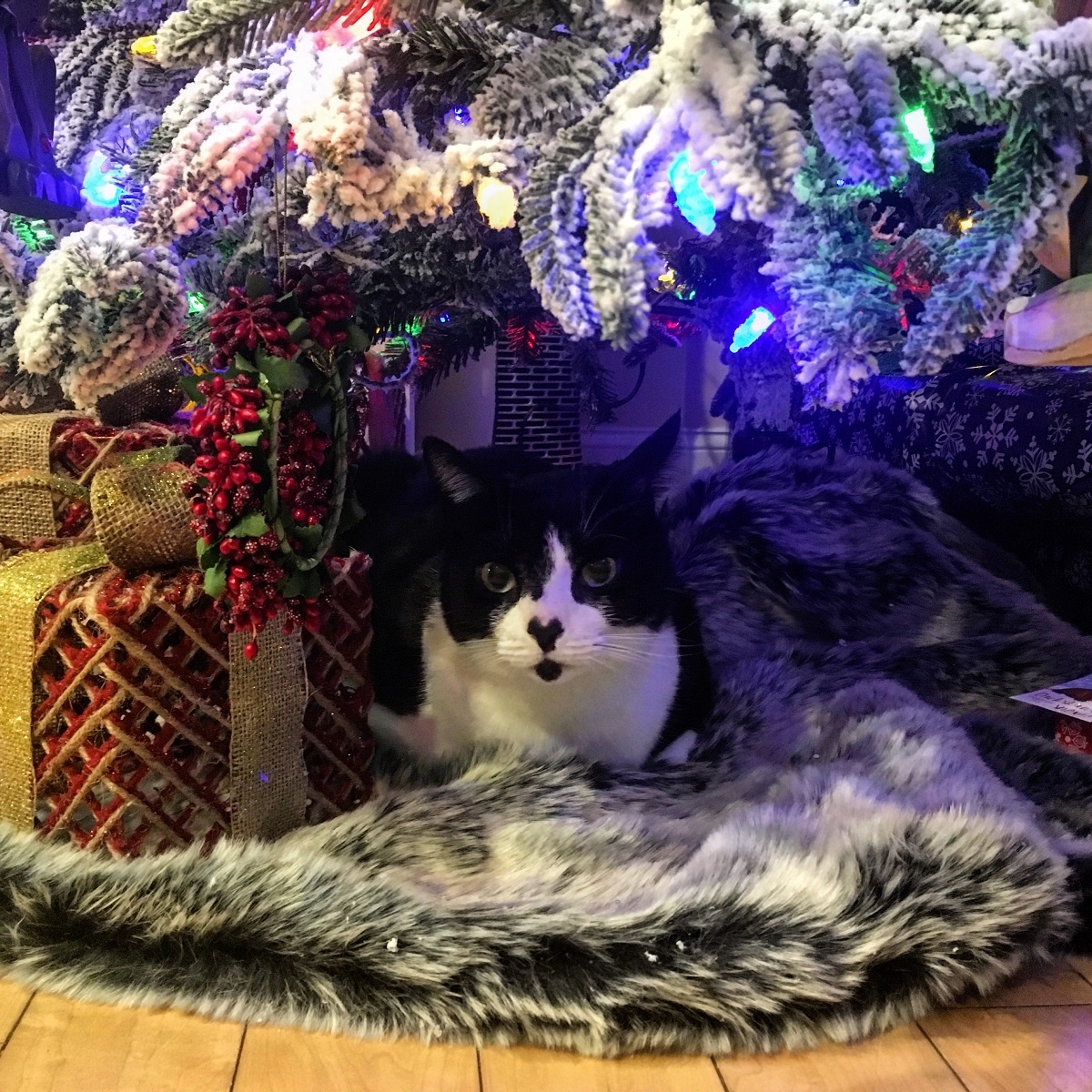 cat under holiday decorated tree