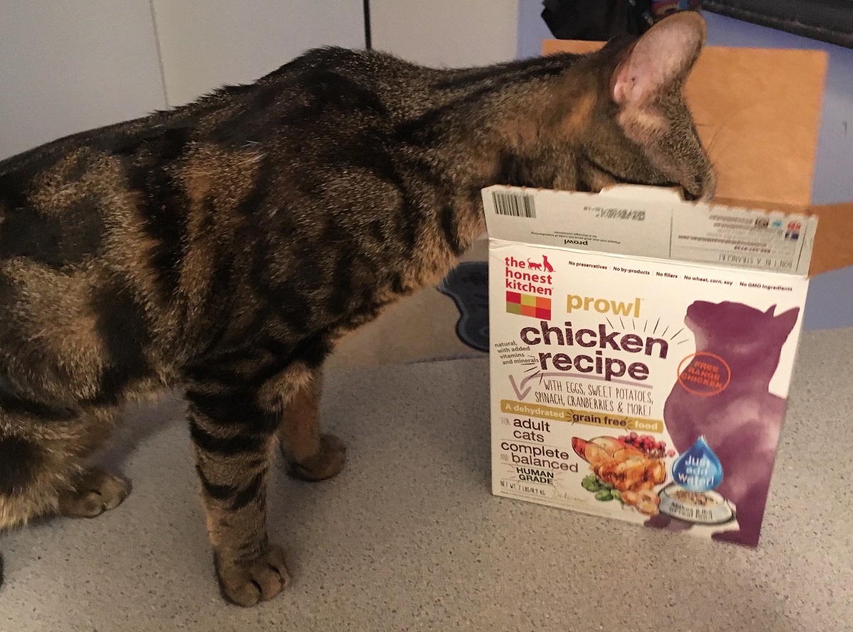 the honest kitchen cat sniffing box