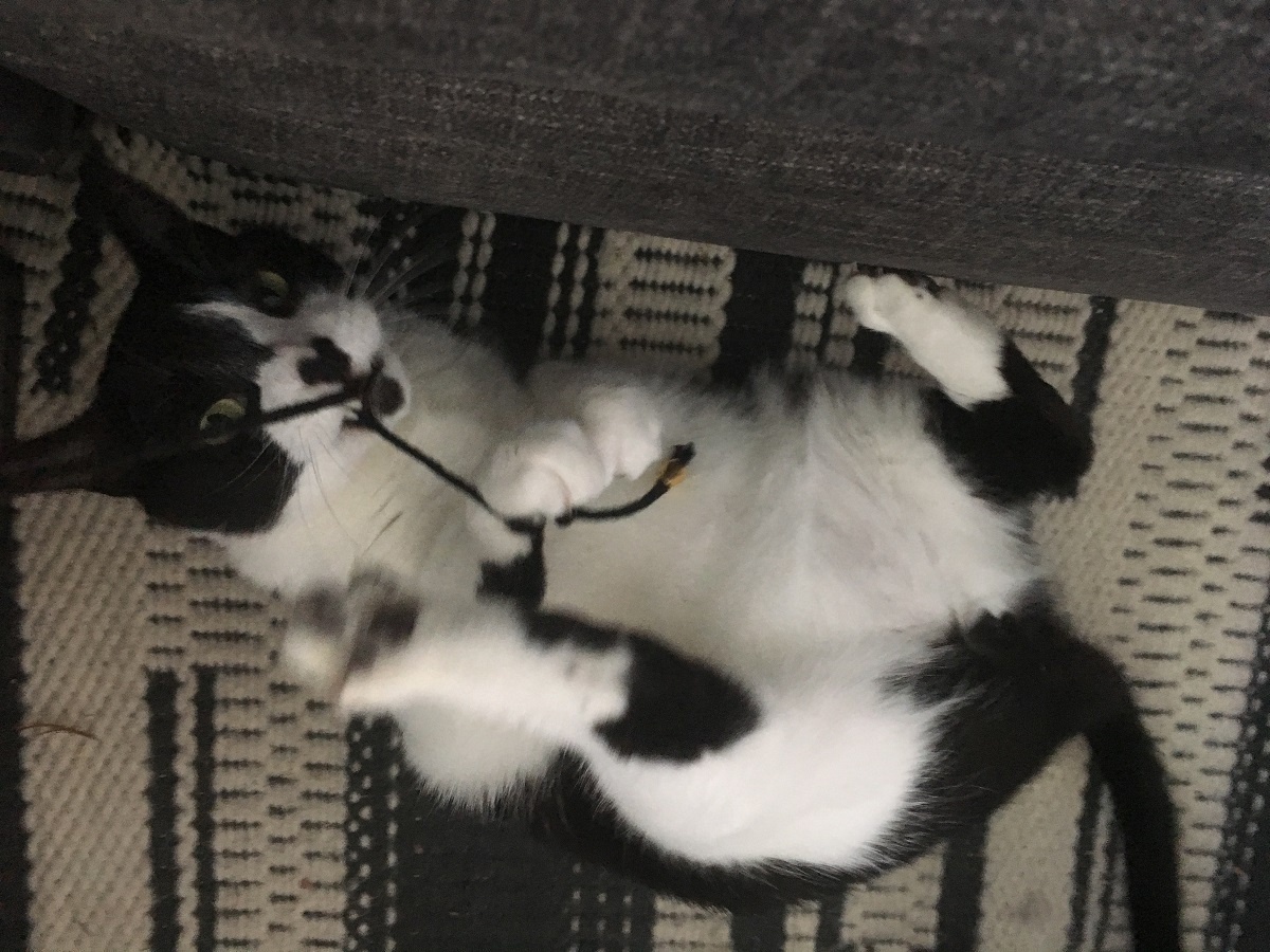 cat rolling with wand toy