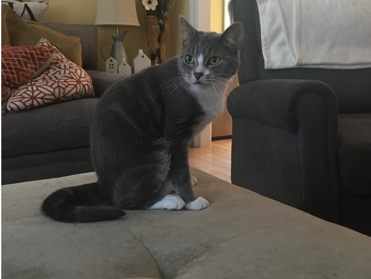 grey tuxedo cat on ottoman