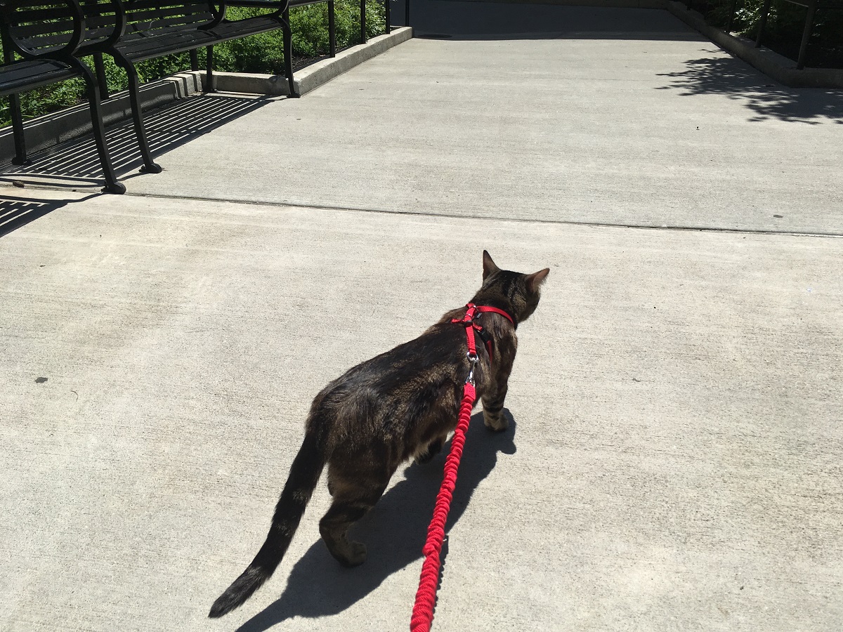 cat walking outside on harness and leash