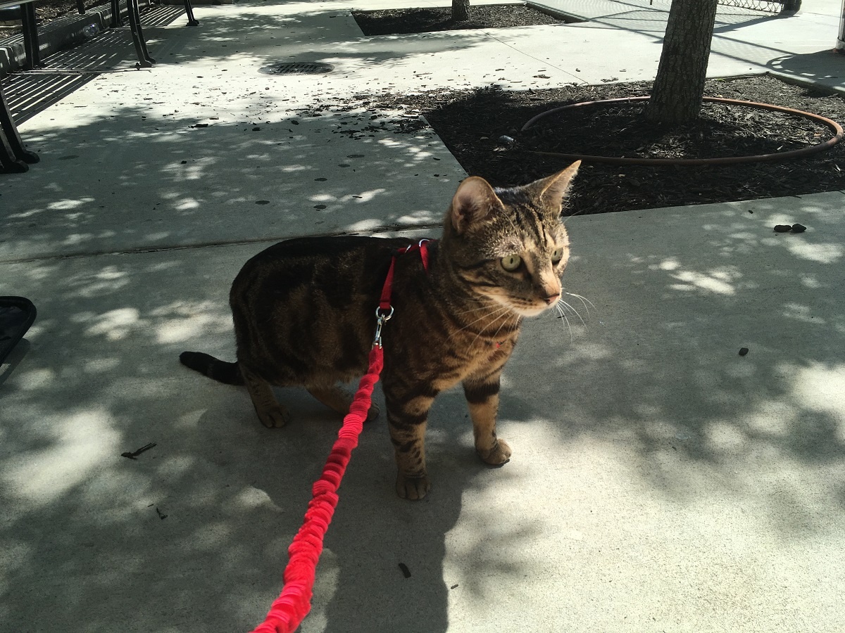 cat outside on harness and leash