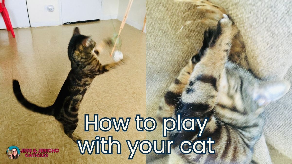 how to get your cat to play jess and jericho caticles