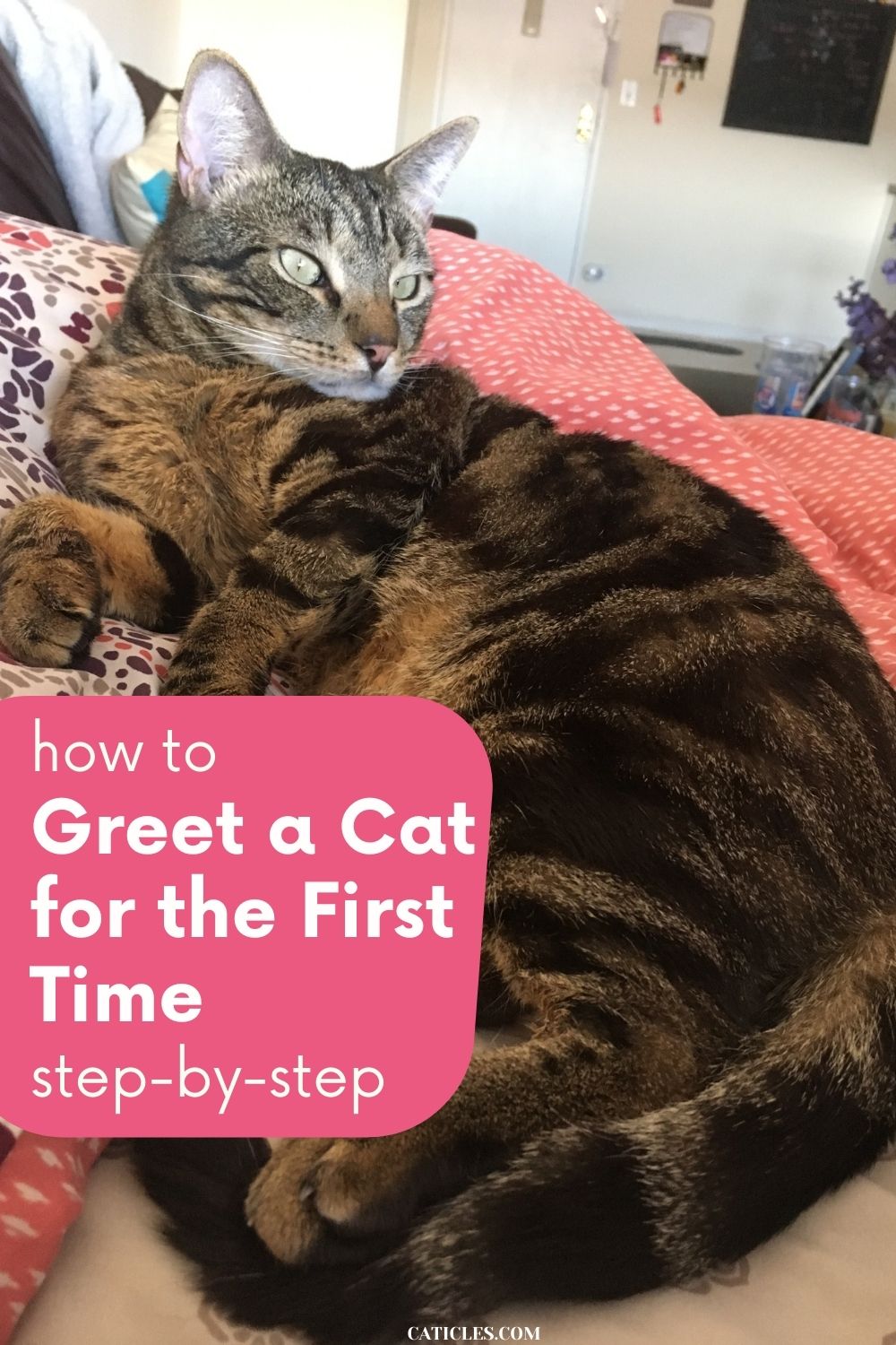 pin image how to greet a cat
