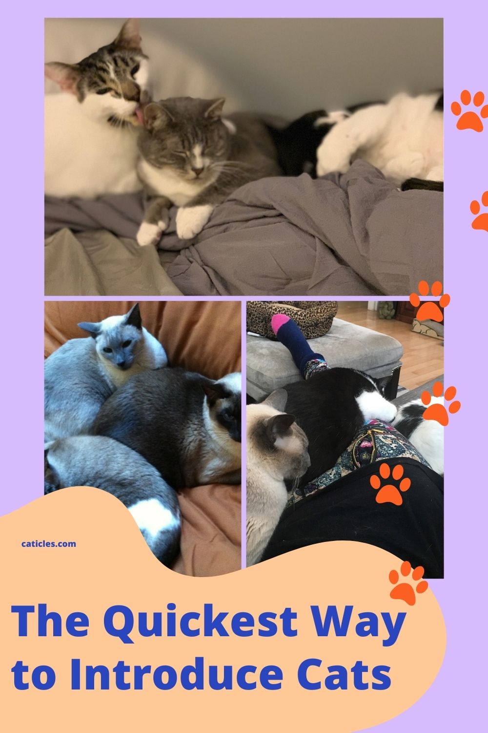 How to Introduce Cats Fast Quickest Timeline Jess Caticles