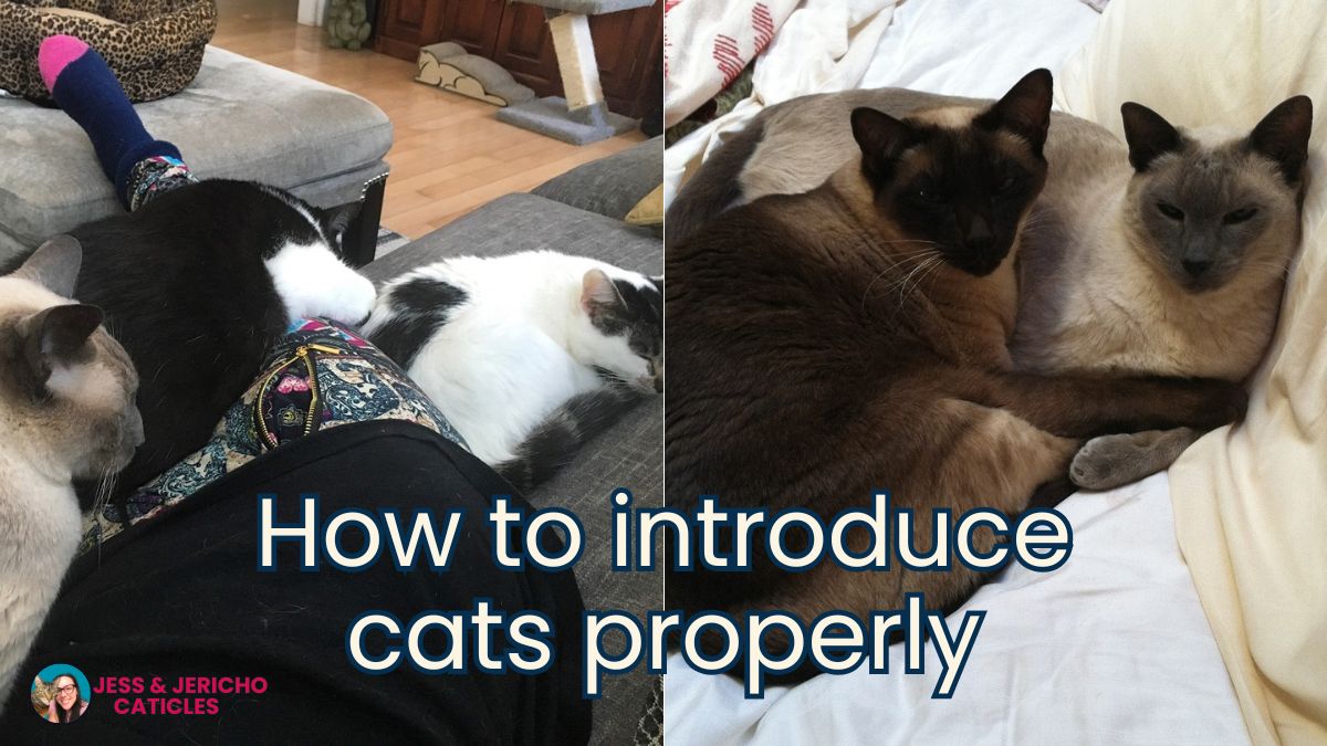 how to introduce cats jess and jericho caticles