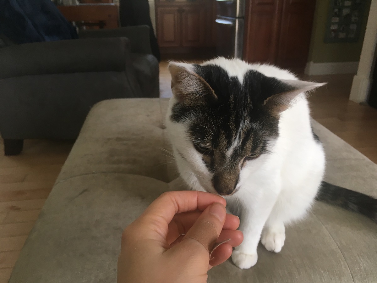 cat sniffing human finger
