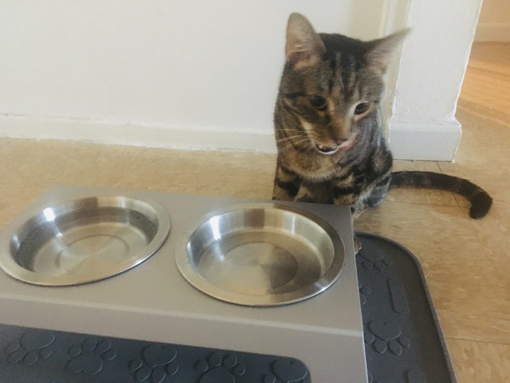 What Food do Cats Love? Best Food for Cats Guide] Jess Caticles