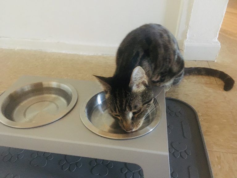 Can I Mix Raw Food with Kibble? Is it OK to Feed Together? Jess Caticles