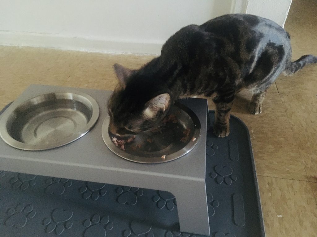 Cat Refuses to Use the Litter Box? Here’s What to Do Jess Caticles