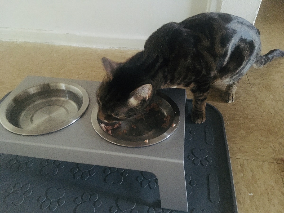 cat eating raw diet clean from plate