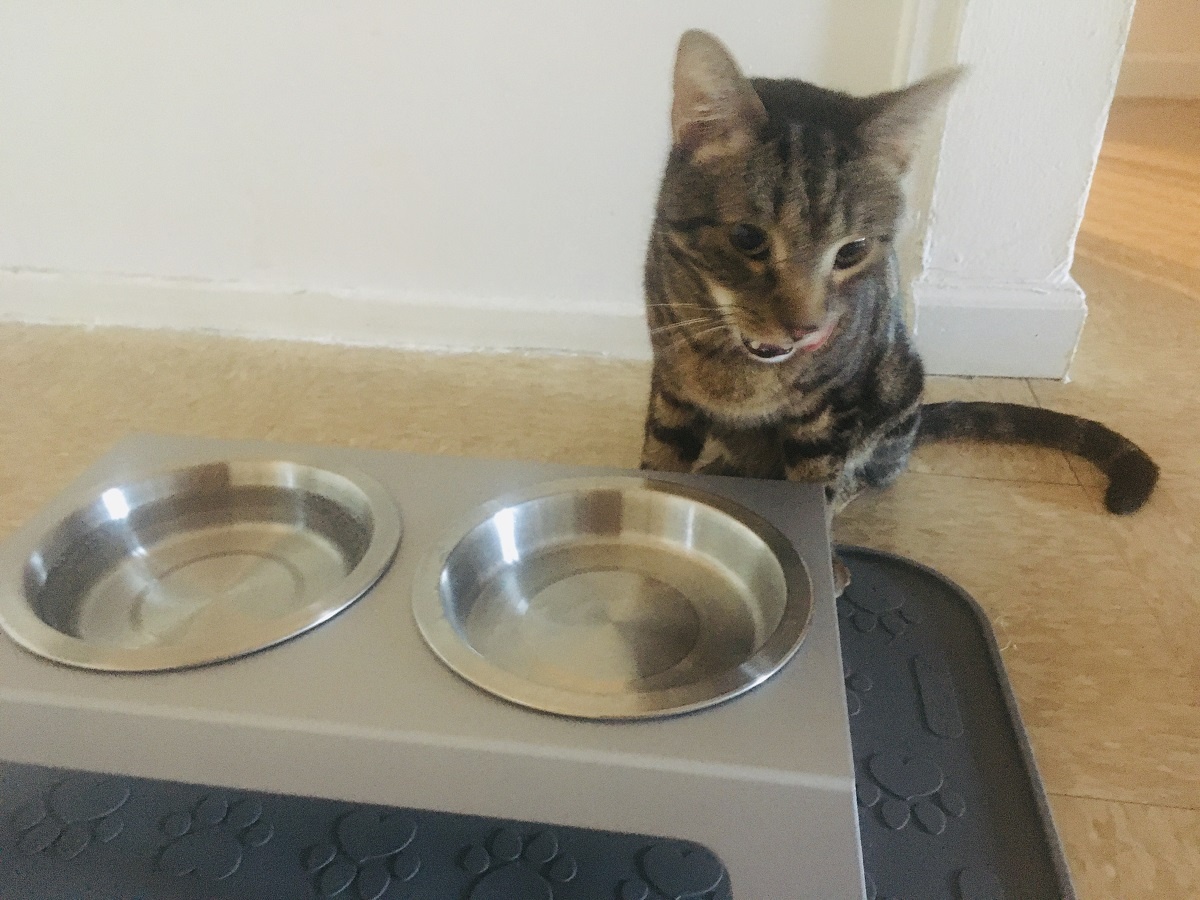 cat licked raw food plate clean