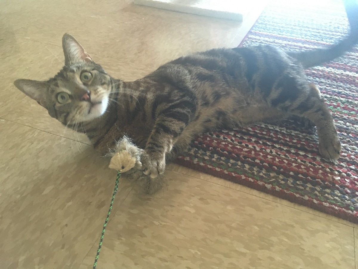 cat playing with neko flies wand toy