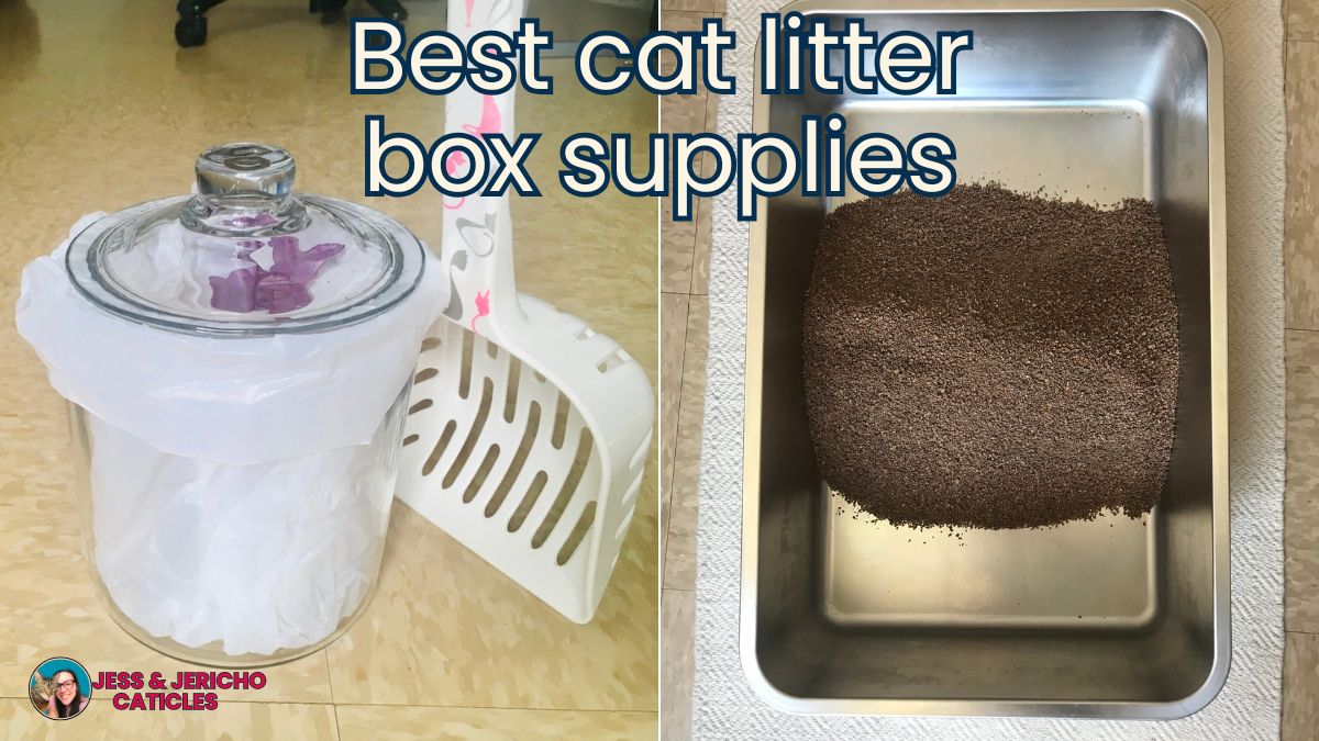 Best cat litter box supplies and setup for apartments jess and jericho caticles.com