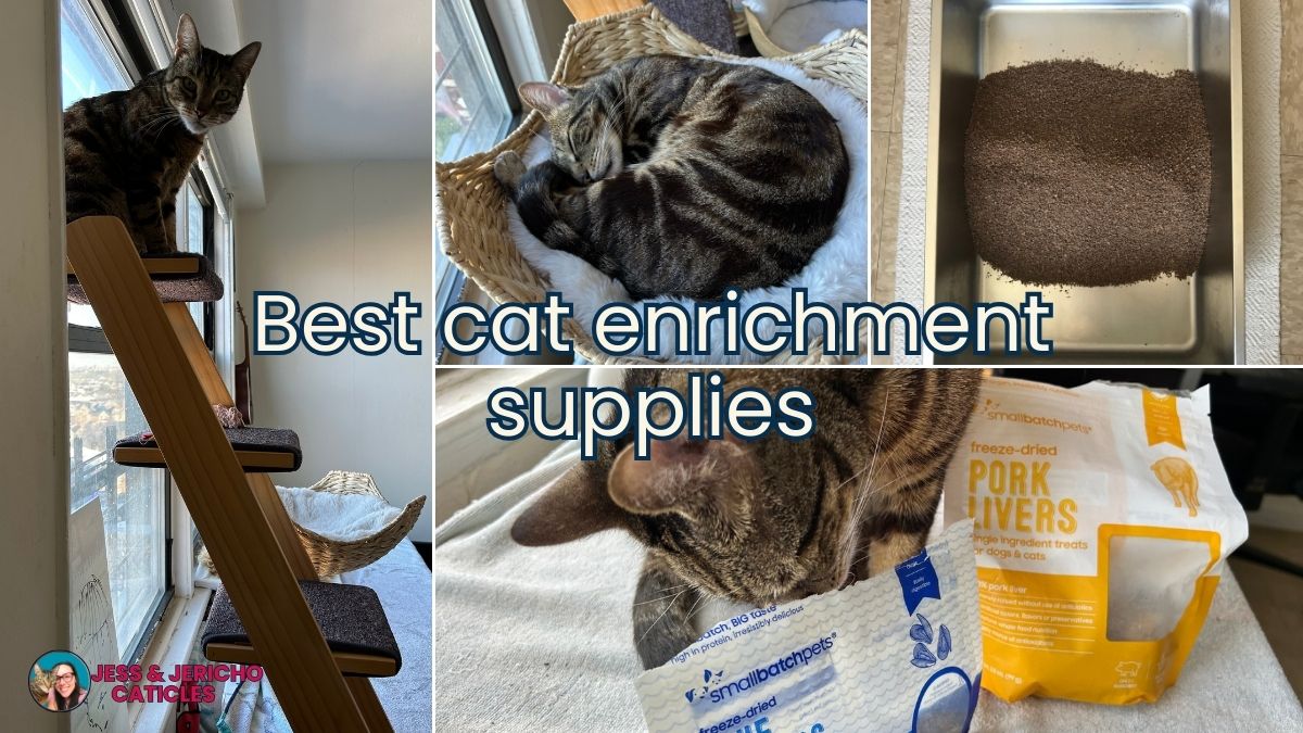 best cat enrichment supplies jess and jericho caticles