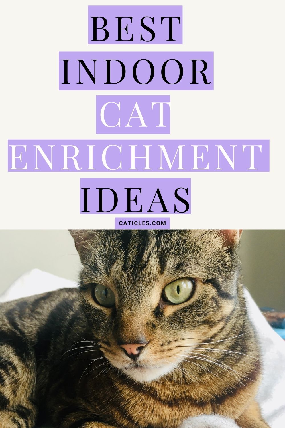 pin image best indoor cat enrichment ideas