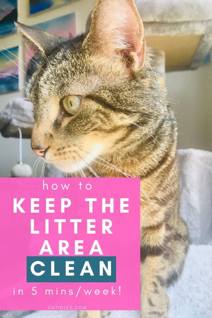 How to Keep Litter Box Area Clean Easily in 5 Mins/Week