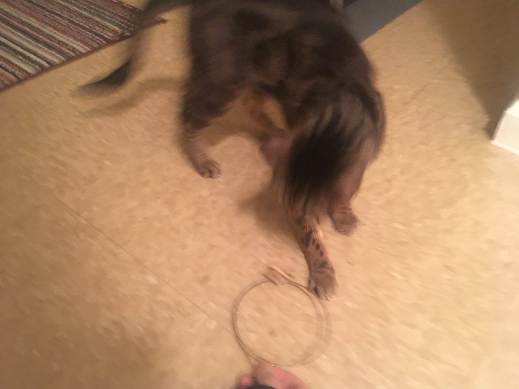 Cat Dancer Toy Review and 10 Ways to Play Jess Caticles