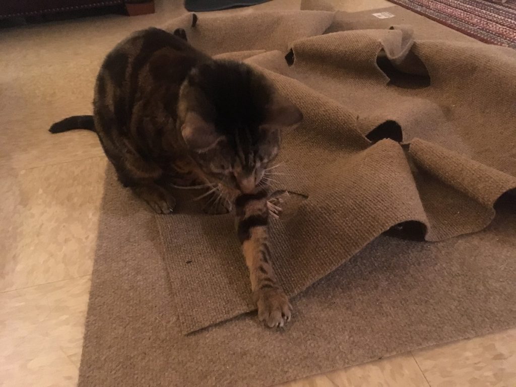 Cat Dancer Toy Review and 10 Ways to Play Jess Caticles