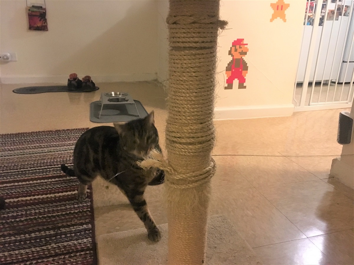 cat dancer toy scratching post