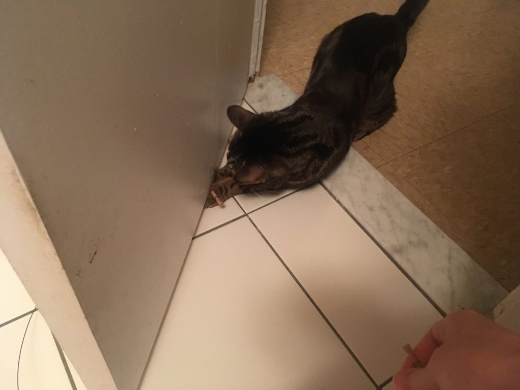 cat dancer toy playing under the door