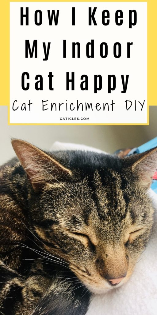 Cat Enrichment DIY | 70+ Indoor Cat Happiness Ideas